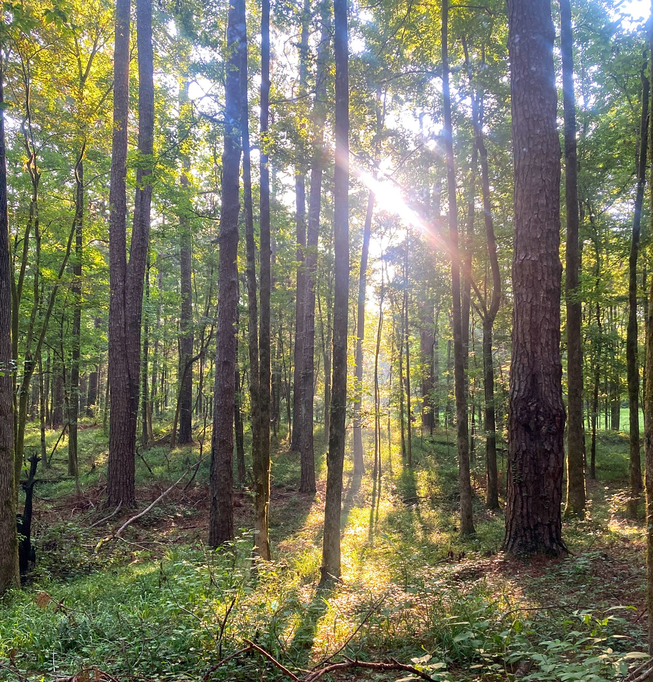 View into a pine-hardwood forest
