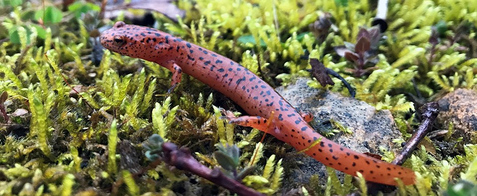 A red salamander covered in black spots standing on bright yellow-green mossy leaves.