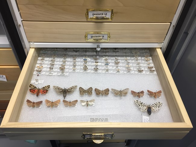 Butterfly Specimens in Storage Cabinet