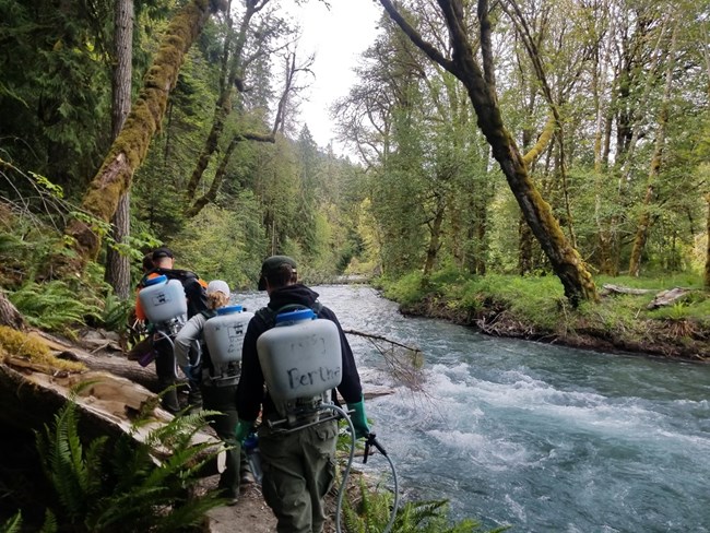 An invasive plant management team hikes down the banks of a river with sprayer backpacks on