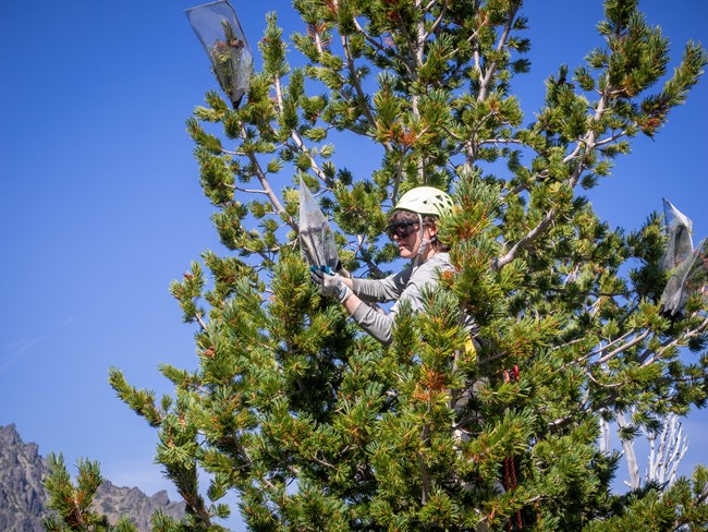 A person in a white hard hat in a tree.