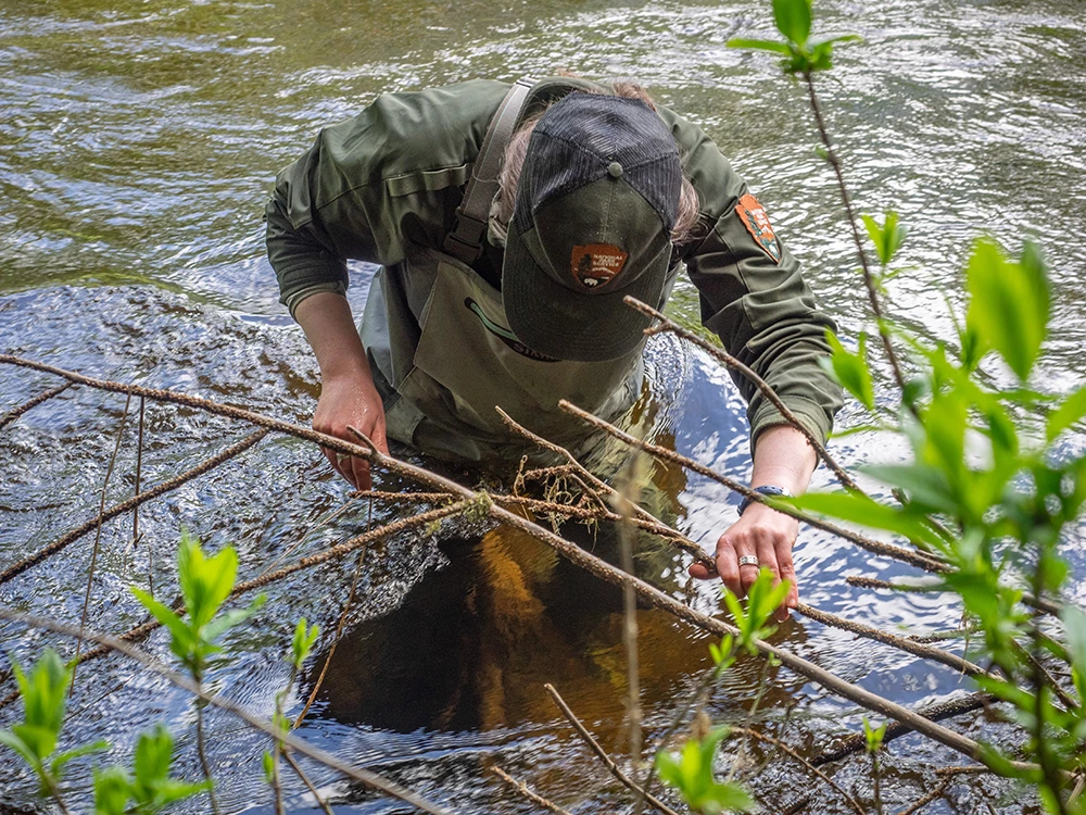 Person in NPS uniform stands waist-deep in river looking into water.