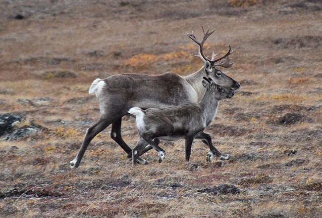 NCH_Joly_web A caribou female and calf.