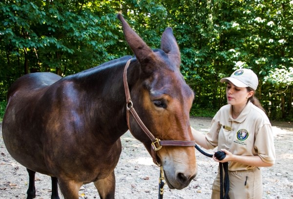 A young woman in a volunteer uniform stands next to a mule, holding a rope with one hand and petting the mule with the other. They stand in a dirt pasture and trees are in the background behind them.