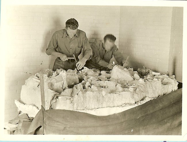 CCC Enrollees Doing Fossil Conservation Two men work as a table with tools to remove fossils from rock.