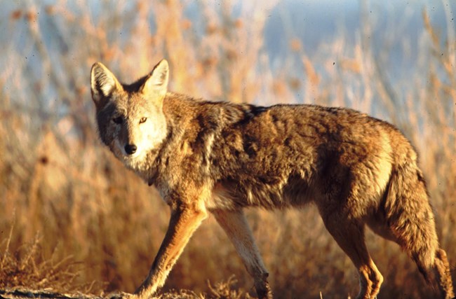 A coyote stands amongst dried vegetation.