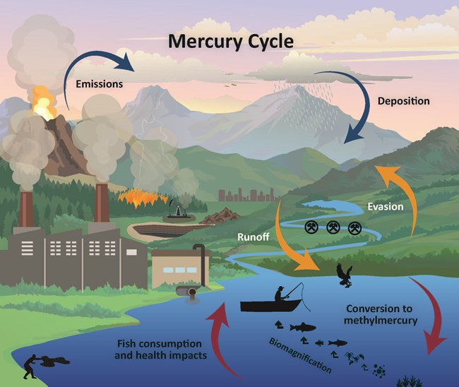 Diagram showing the sources and paths of mercury in the environment, from industrial sources to mercury deposition and runoff, to methylation and biomagnification.