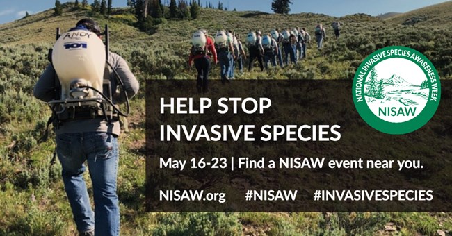 National Invasive Species Awareness Week Announcement, with volunteers hiking with herbicide spraying backpacks