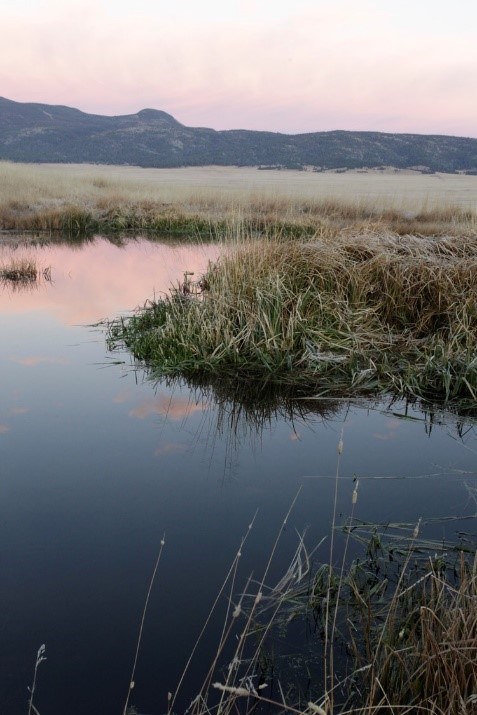 grass surrounding a pond