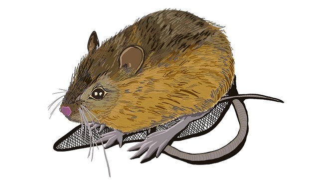 illustration of a mouse with large back feet