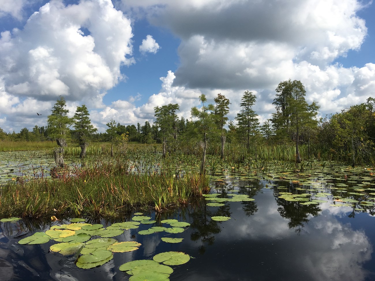 a swamp ecosystem