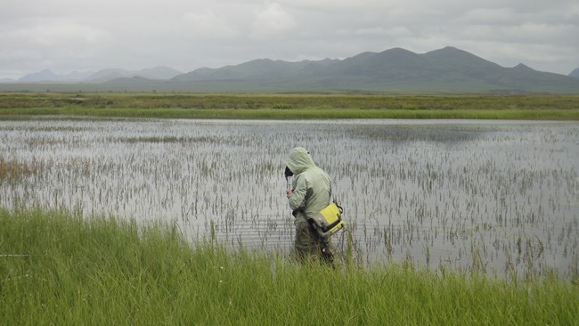A biologist records vegetation along the shoreline of a shallow lake