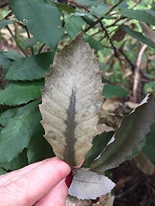 Phytophthora ramorum a green leaf with gray patches of infected tissue