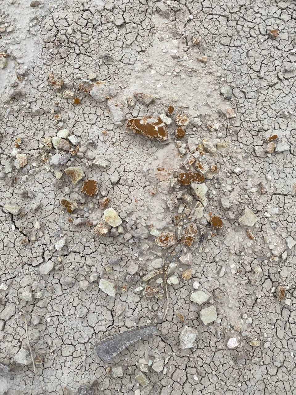 Photo of a turtle fossil exposted on the ground surface.