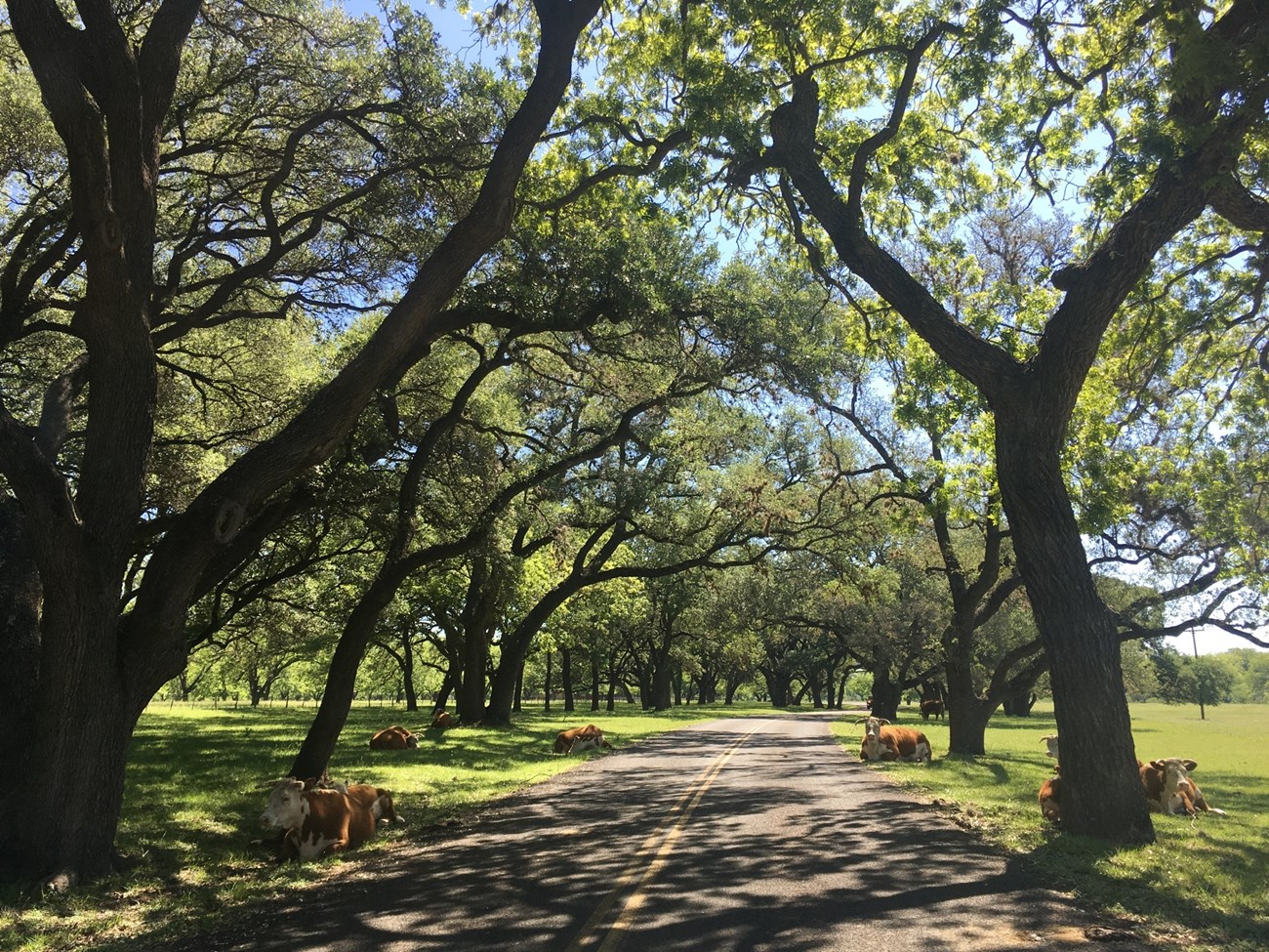 Tall, leafy trees create lots of patchy shade for a few cows resting along a winding road.