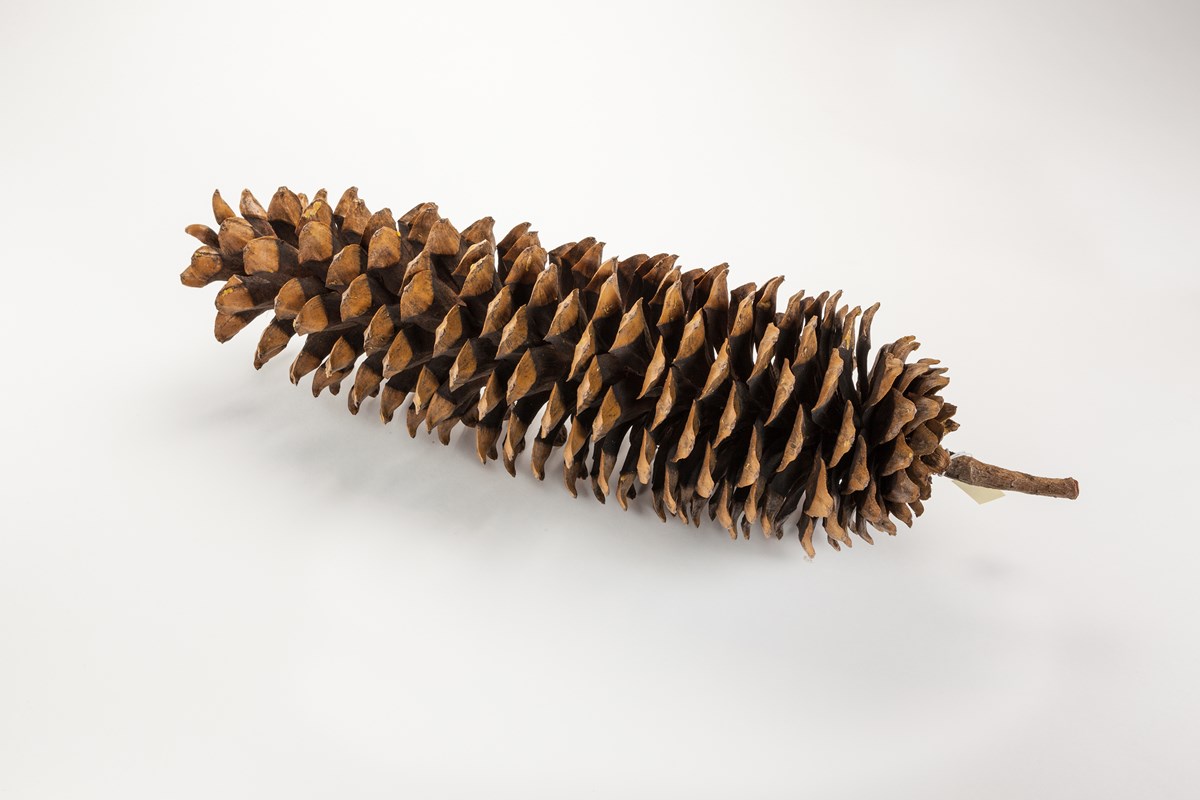 Long, brown pine cone.