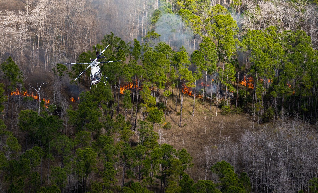 East Hinson Prescribed Fire A helicopter flies over a forest on fire.