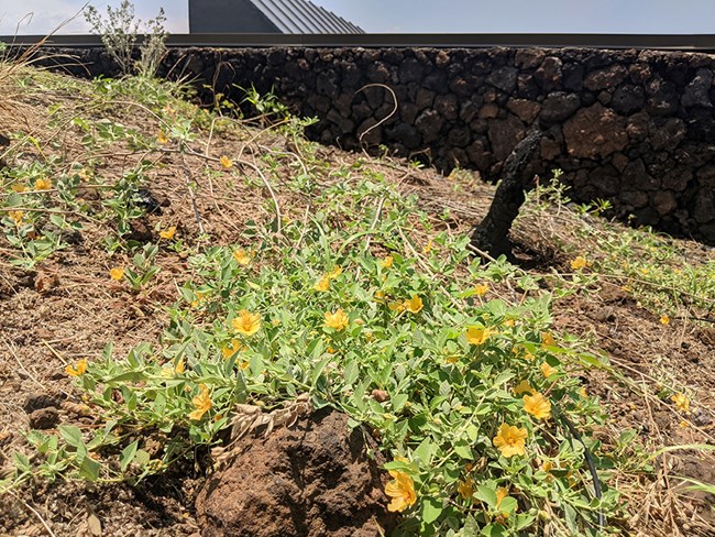 A low-growing plant with yellowish-orange flowers.