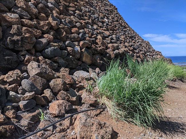 Pili grass at the base of stone structure.