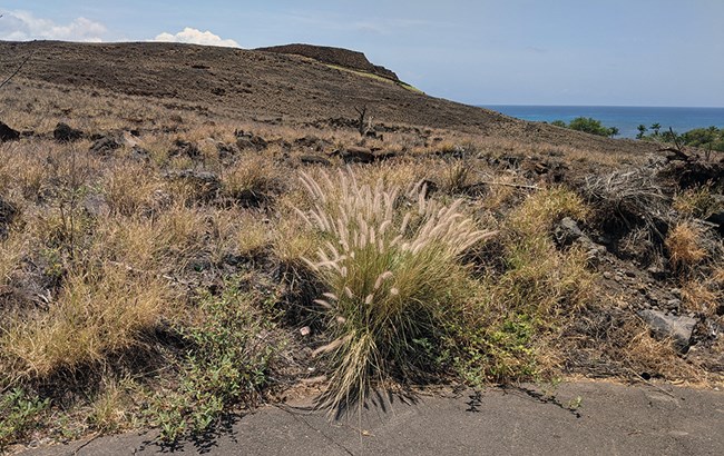 Grass bunch near trail with stone structure in the background.