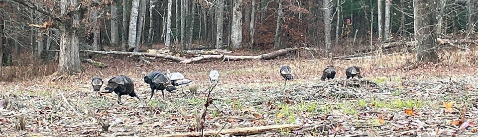 Open grassland creates better habitat for turkeys. Turkeys gather in a clearing near a forest.