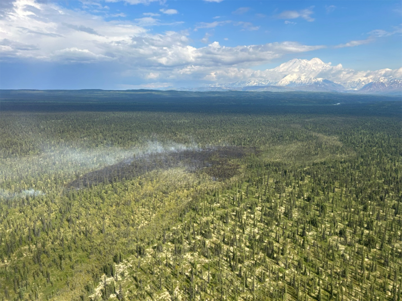 Aerial view of a burned area in the middle of a forest, with a large snow-covered mountain in the background