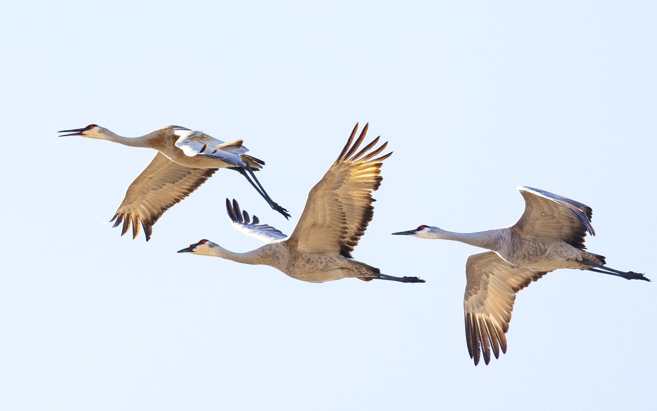 Three Sandhill Cranes in flight