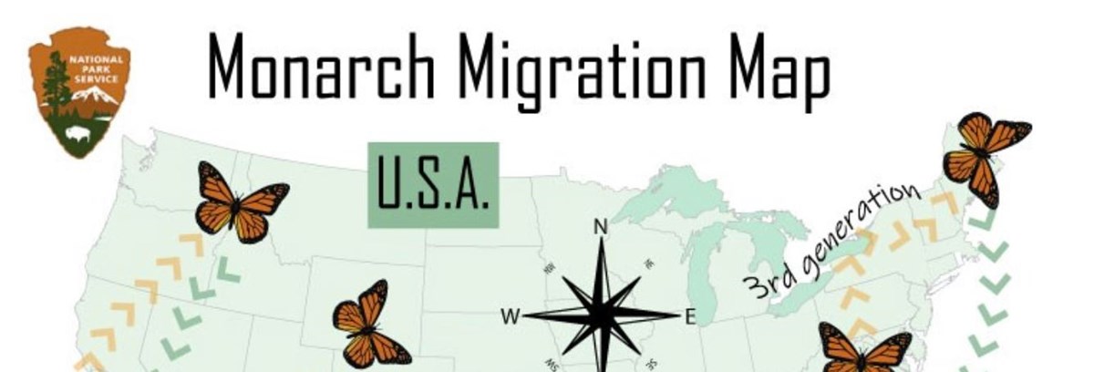 Section of a map titled Monarch Migration Map with a section of the US with monarchs on it