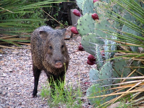 A peccary stands next to a prickly pear cactus in a desert.