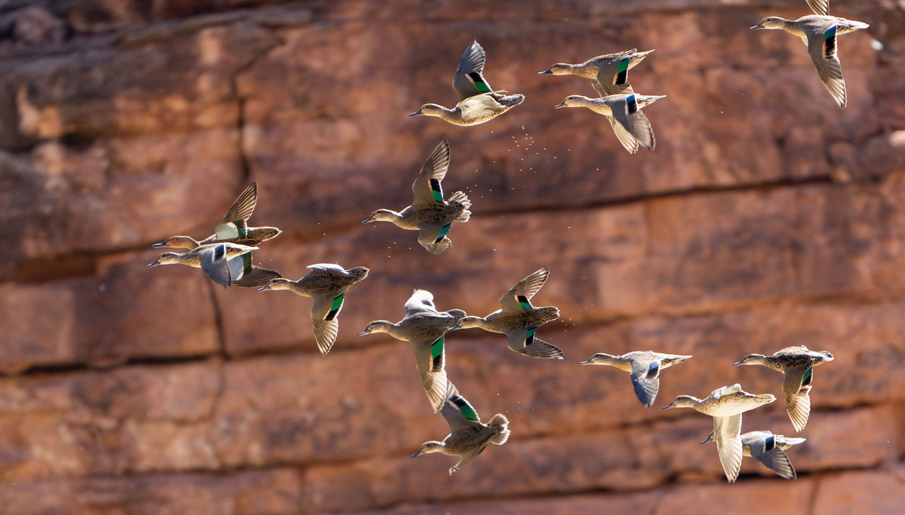 A flock of ducks flying in a v formation