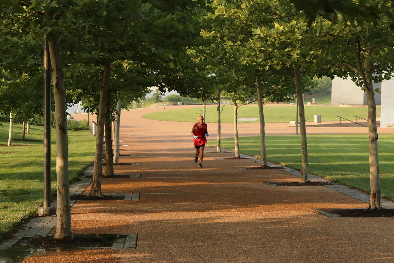 London Plane trees line the paths of the gateway arch A man wearing a red tank top and black shorts runs on a path lined with landscaping trees at Gateway Arch National Park
