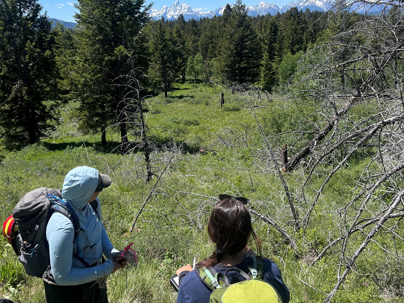 Researching fire effects 10 years post-prescribed fire in aspen. Two individuals with backpacks in a small meadow near a forest with the Grand Tetons in the distance.