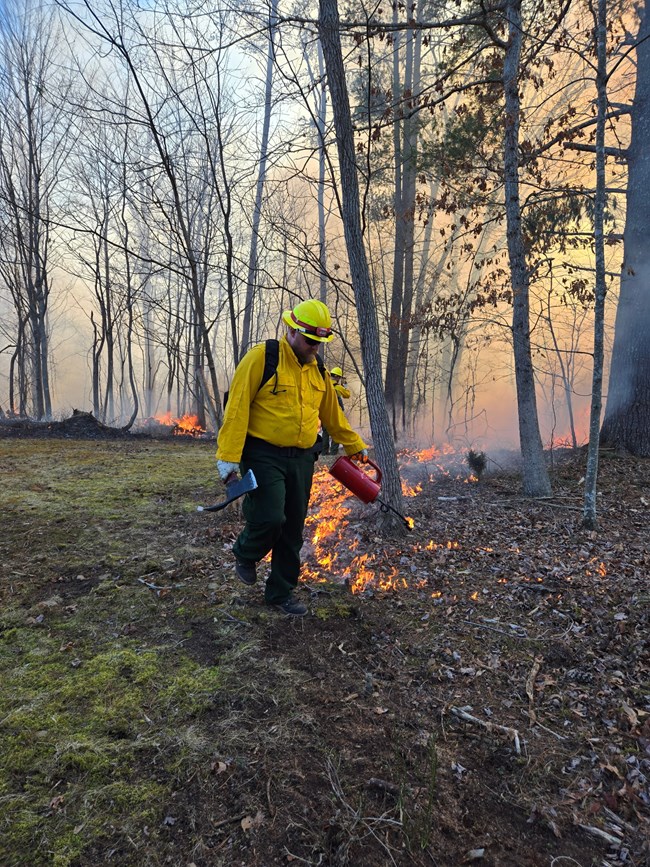 A man in personal protective equipment uses a driptorch to ignite dry leaves in a deciduous forest.