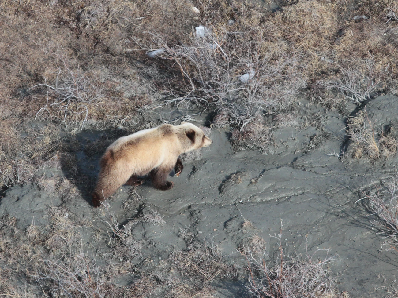 Brown bear walking