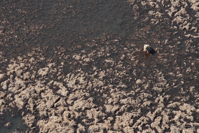 A brown bear sits in a tundra wetland.