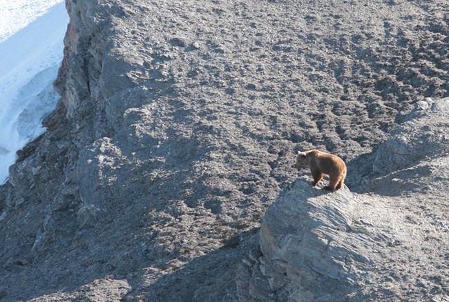 Brown bear stands on a rocky bluff