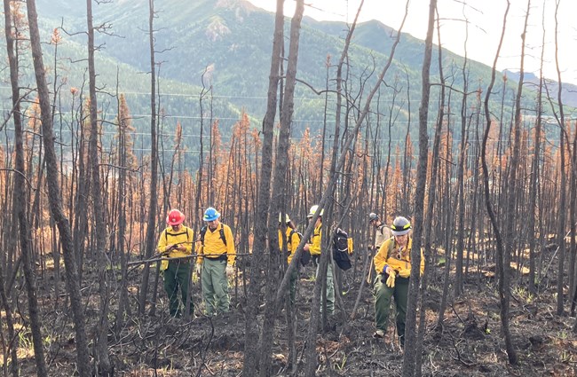 5 people in wildland firefighter clothing in a burned area of a forest