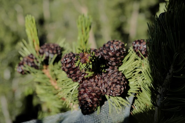 Close-up of whitebark pinecones.