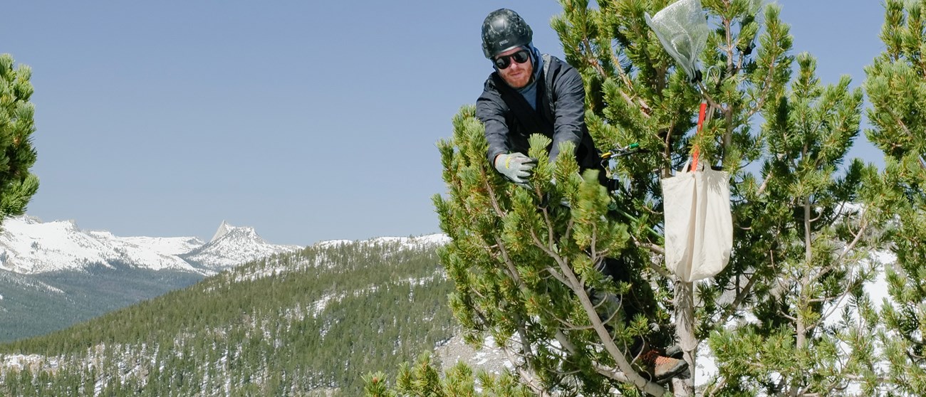 A man stands in a whitebark pine tree while harnessed holding the end of a tree branch.