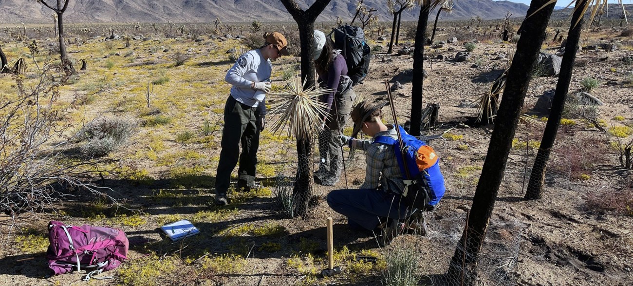 Joshua Tree NP Vegetation Branch staff Annika Bjorksten, Saani Borge, and Mary Ciambrone deploy anti-herbivory cages to protect low-level sprouts of a burned Joshua tree from being eaten. Three people around a burne Joshua tree with wire mesh surrounding the base of the tree.