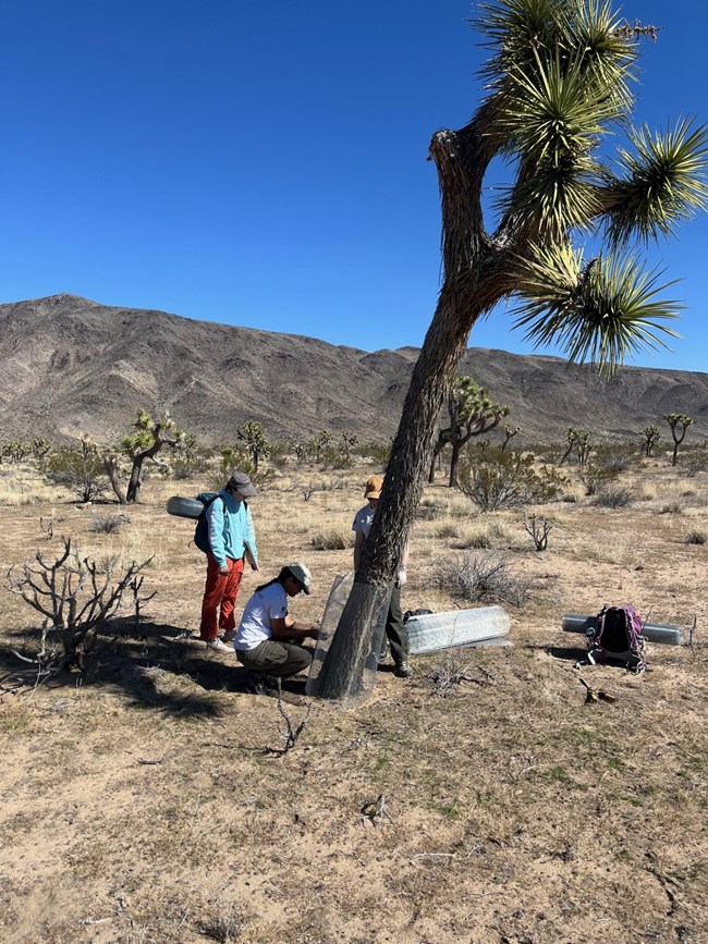 Joshua Tree NP Vegetation Branch staff Saani Borge, Rily Bellias, and Annika Bjorksten wrapping a Joshua tree trunk with hardware cloth to prevent being eaten as it recovers from the wildfire. Three individuals gathered around a burned, but still alive, Joshua tree that has a wire mesh around its base.