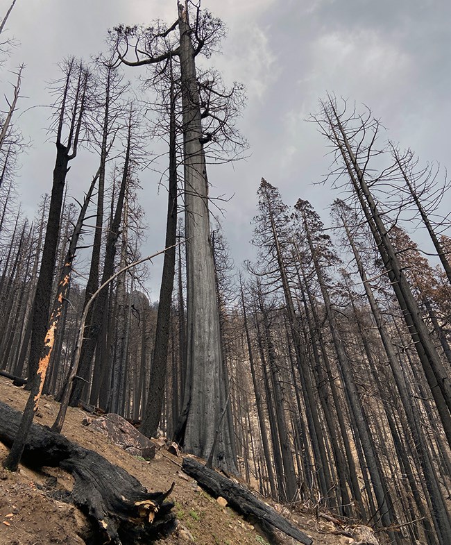 A severely burned sequoia forest with bare soil.
