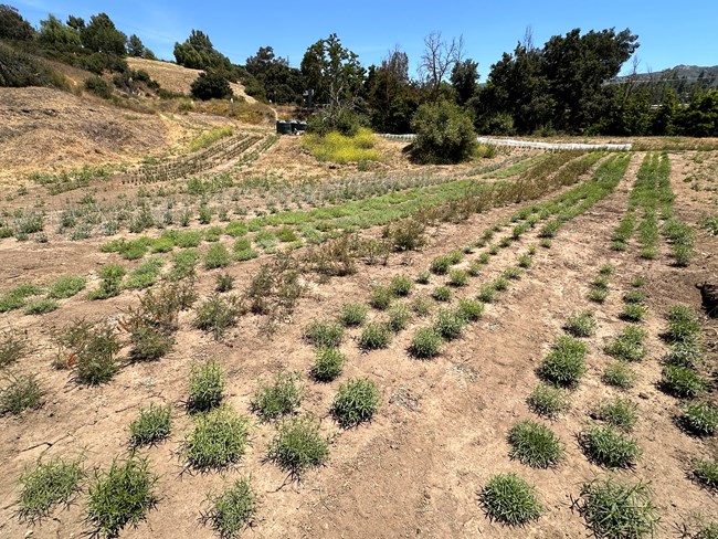One acre seed farm at Paramount Ranch after planting. Rows of plants in a field with brush and trees in background.