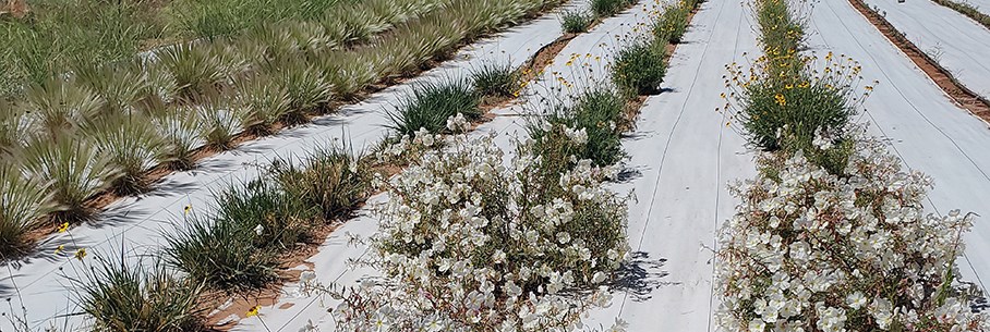 Arches National Park seed increase field Flowering plants, grasses, and forbs planted in rows of red earth with white cloth between rows.