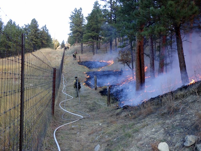 Several firefighters lay hoses next to low burning flames in a forested area just inside a fence