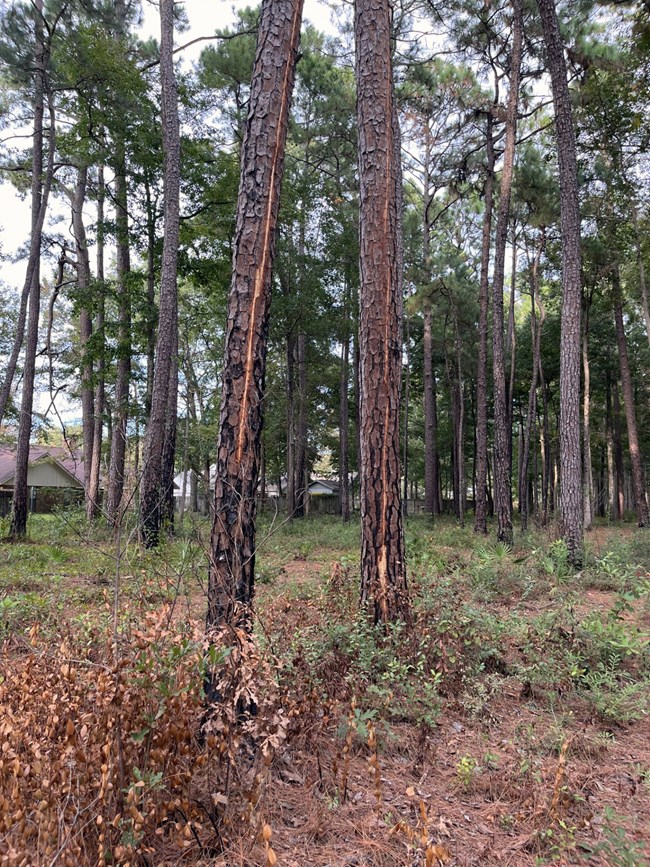 Lightning strike on two slash pine trees along the wildland urban interface of Gulf Islands National Seashore. Two pine trees showing scars from a lightning strike.