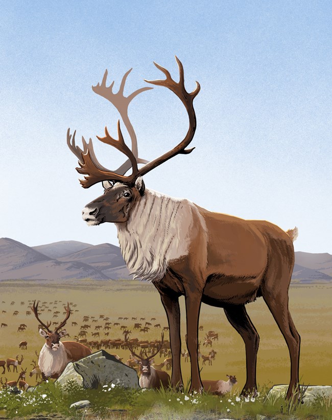 What's the Difference: Reindeer vs. Caribou (. National Park Service)
