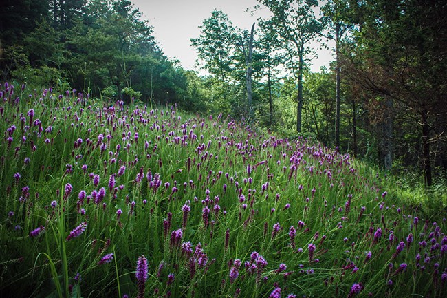 Prairie blazing star (Liatris pynostachya) on an ONSR glade.