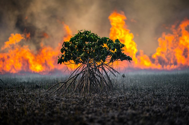 Closeup of a mangrove plant with wildfire flames in the background