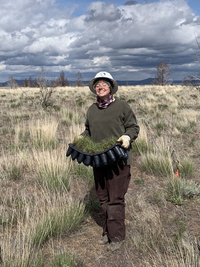 A young woman in a white hardhat carries a tray of bunch grasses.